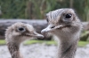 1_struisvogels_Blijdorp_Zoo_20191006264.jpg