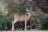 3009_bb_deer_chisos_htl__RDB0144_copy.jpg