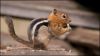 Bestandsnaam=87squirrel_RDB1867.jpg
Bestandsgrootte=59KiB
Afmetingen = 900x508
Datum toegevoegd = sep 10, 2009 87squirrel_RDB1867.jpg