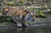 Amurtijger_Ouwehands_dierenpark_0133.jpg