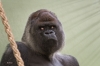 Bokito_Blijdorp_Zoo_20191006152.jpg