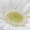 Gerbera_0280.jpg