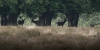 Hoge_Veluwe_20220603_015r.jpg