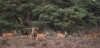 Hoge_Veluwe_sep_2019_0021.jpg