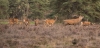 Hoge_Veluwe_sep_2019_0043.jpg