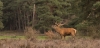 Hoge_Veluwe_sep_2019_0050.jpg