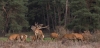 Hoge_Veluwe_sep_2019_0061.jpg