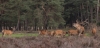 Hoge_Veluwe_sep_2019_0065.jpg