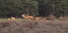 Hoge_Veluwe_sep_2019_0070.jpg