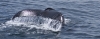 Humpback_whales_0145.jpg