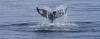 Humpback_whales_0526.jpg