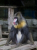 Mandril_man_Ouwehands_dierenpark_0216.jpg