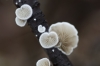 Paddestoelen_Dorst019.jpg