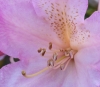Rhododendron_0015_kopie.JPG