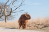 Schotse_hooglander_roodbruin_Veluwezoom_mrt22_128r.jpg