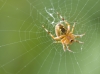 Bestandsnaam=Spin_0039.jpg
Bestandsgrootte=459KiB
Afmetingen = 1033x774
Datum toegevoegd = jul 20, 2014 Spin_0039.jpg