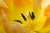 Tulp_LHB_0363.jpg