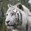 Witte_tijger_Dierenpark_Amersfoort_0150.jpg