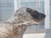Zeehond_A_Seal_Stellendam_0034b.jpg