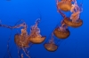 a_aquarium_kwal_Monterey_100.jpg