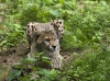 cheetah_BurgersZoo_0247.jpg