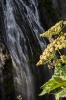 d8_Mount_Rainier_Narada_Falls__IMG6912.jpg