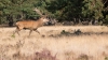 edelhert_HogeVeluwe_20220922212r.jpg