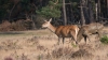 edelhertmanenvrouwHogeVeluwe_20220922253r.jpg