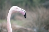 Bestandsnaam=flamingo_blijdorp_0188_kopie.jpg
Bestandsgrootte=322KiB
Afmetingen = 1033x688
Datum toegevoegd = mrt 29, 2013 flamingo_blijdorp_0188_kopie.jpg