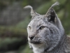 lynx_Dierenpark_Amersfoort_0060.jpg