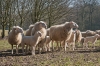 schapen_met_lammeren_Veluwezoom_mrt22_228.jpg