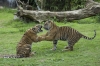 tijgers_spelend_BurgersZoo_0126.jpg