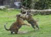 tijgers_spelend_BurgersZoo_0127.jpg